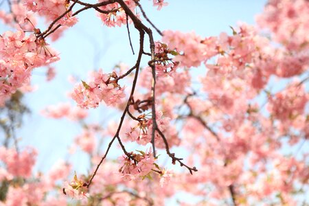 The scenery flower powder