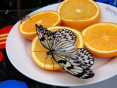 Butterfly bug nature