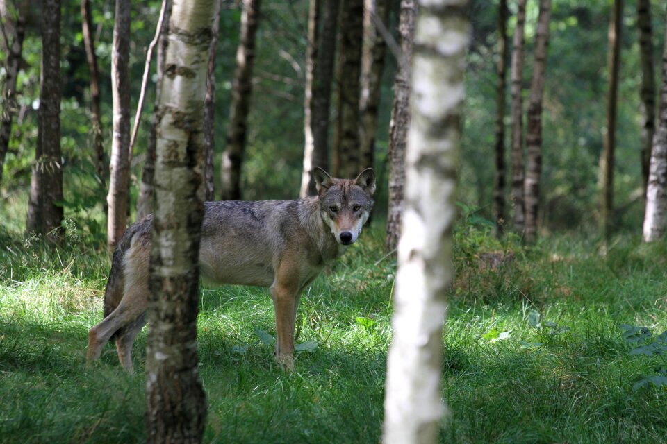 Wild nature wildlife