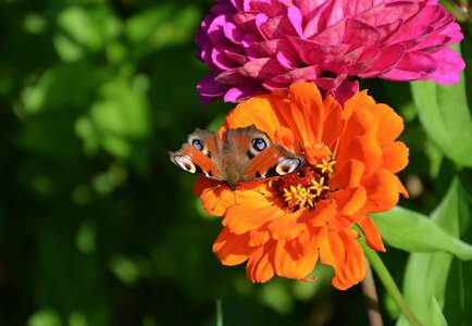 Nature insect plant