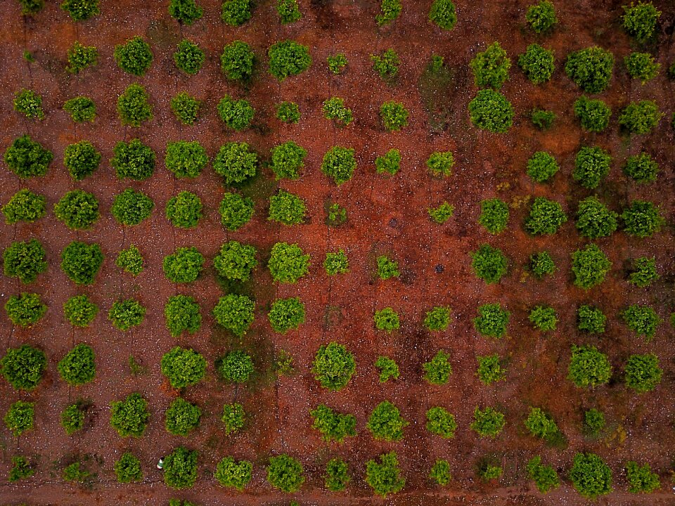 Plant nature farm