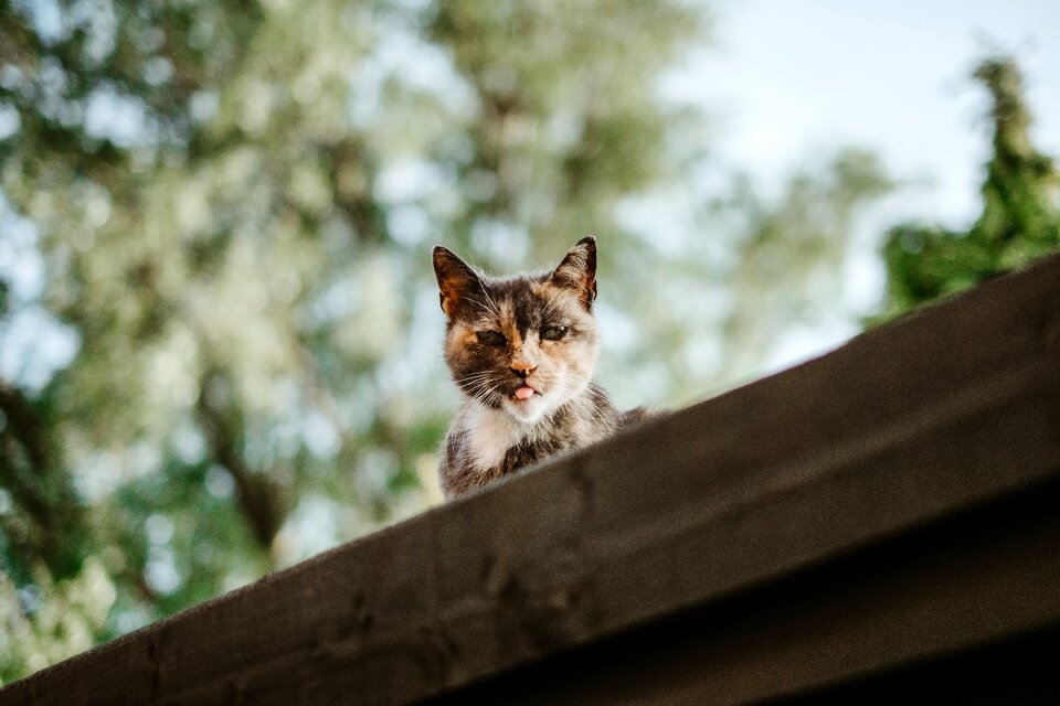 Pet blur bokeh