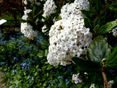 Viiburnum-x-burkwoodi-2 photo