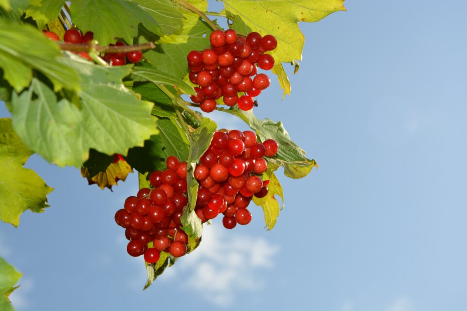 Garden berries decorative green leaves