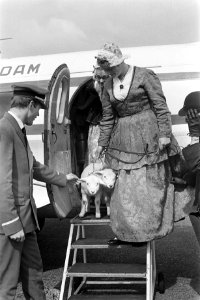 Vijf meisjes in Texels kostuum op Schiphol met twee lammetjes, Bestanddeelnr 916-3944