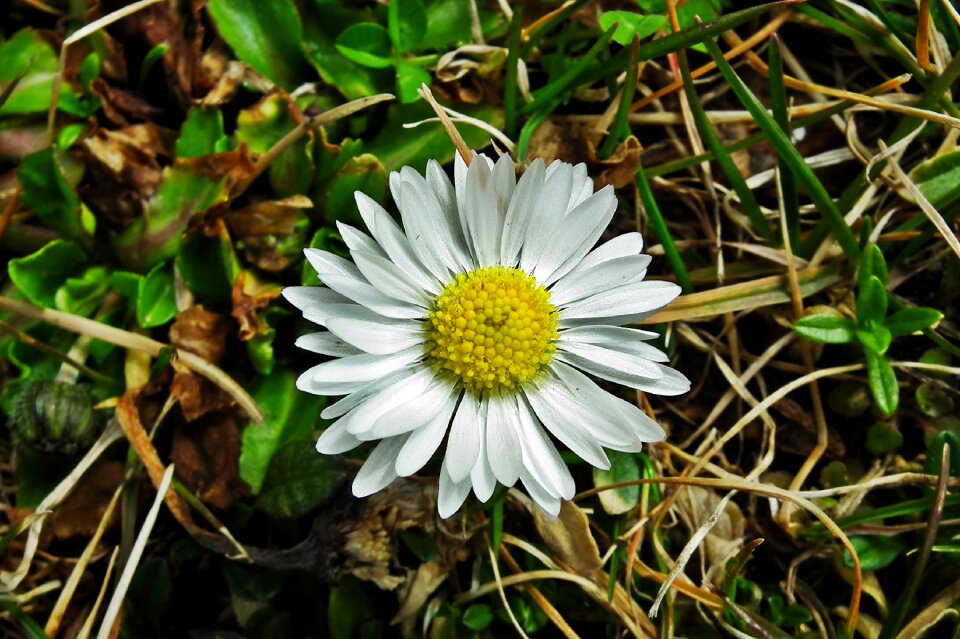 Flower daisy field spring photo