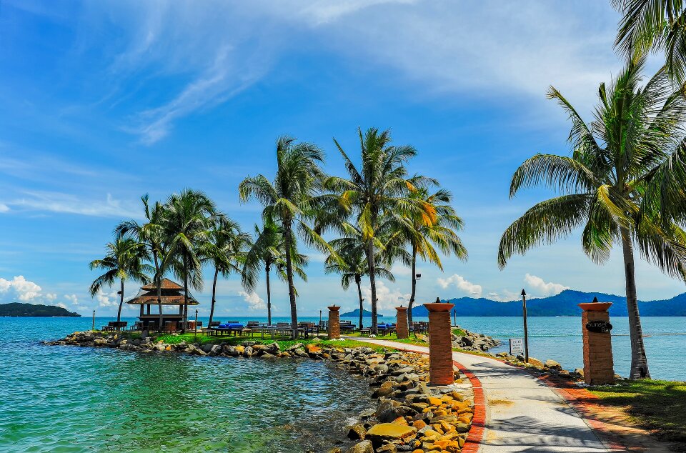 Tropical tree nature
