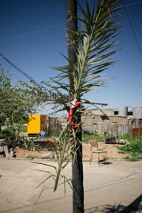 Views of the Palm Sunday festival and parade in 2018 in alQosh, a Chaldean Catholic town 11
