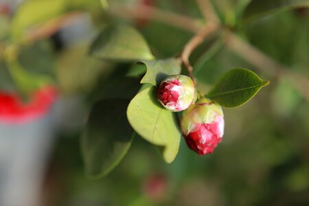 Leaf plants garden photo