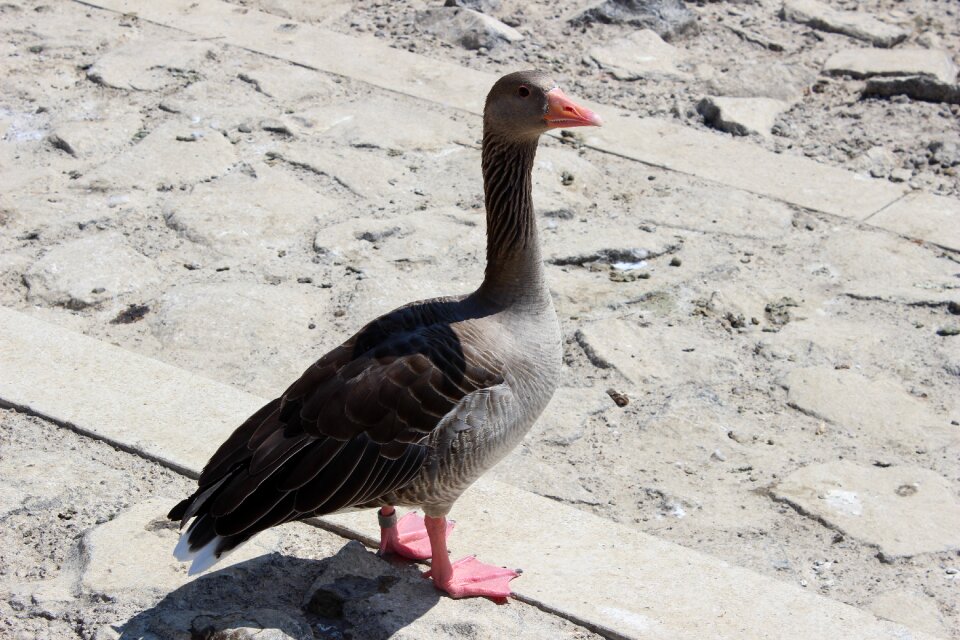 Feather animal world goose