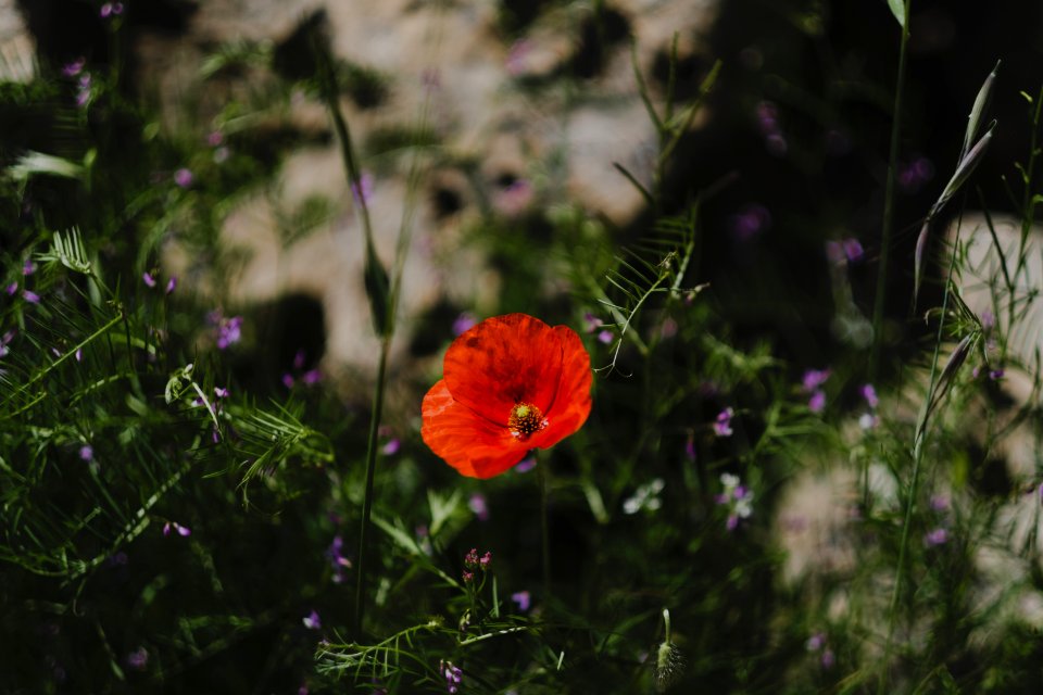 Views in May of 2019 on the drive up Shingal mountain 08