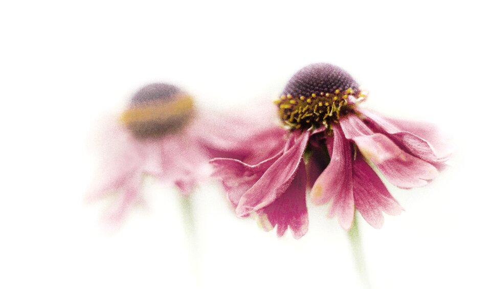 Flowers autumn twin