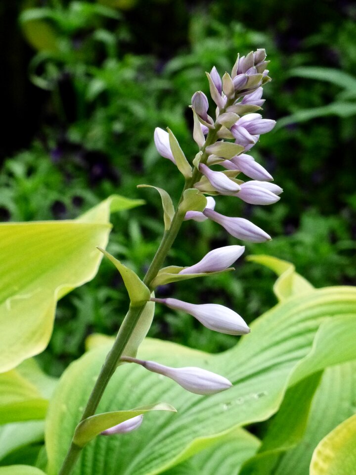 Stem leaf green