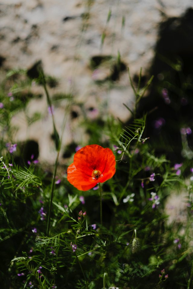 Views in May of 2019 on the drive up Shingal mountain 09
