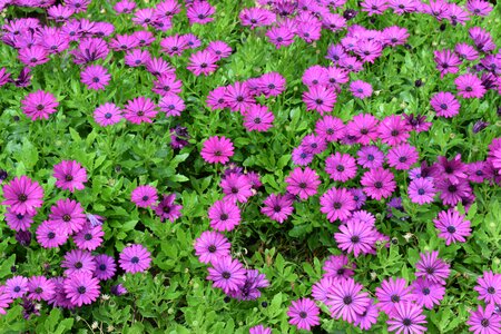 Purple flowers nature floral photo
