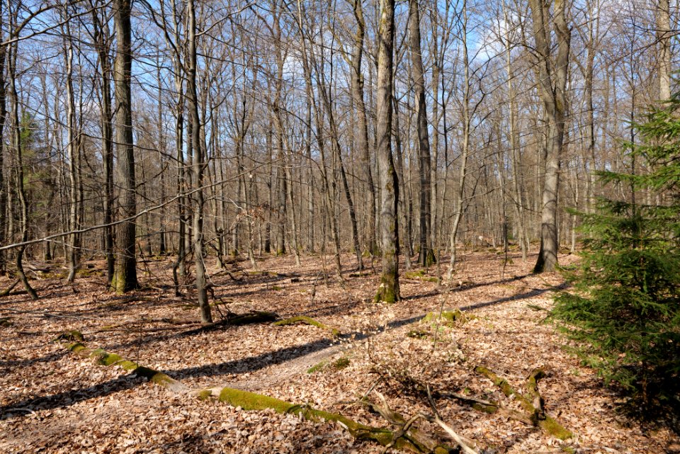 View from Limes trail Taunus Wehrheim 2021-04-02 02