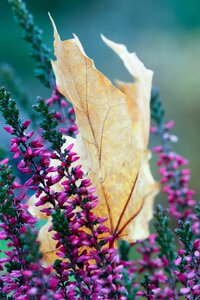 Autumn heather leaf