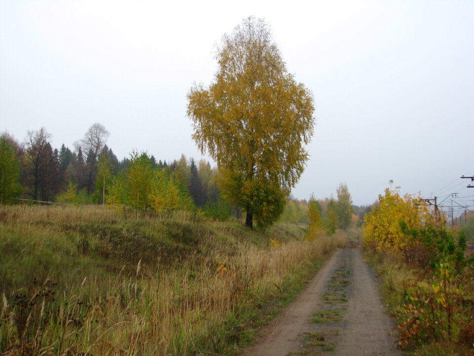 Autumn nature golden autumn forest