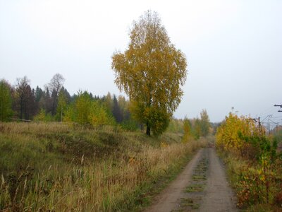 Autumn nature golden autumn forest photo