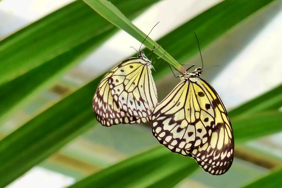 Tropical summer reproduction