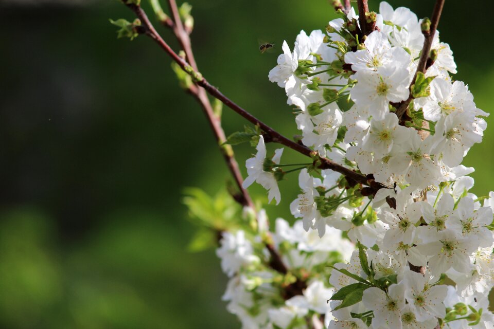 Plant branch cherry