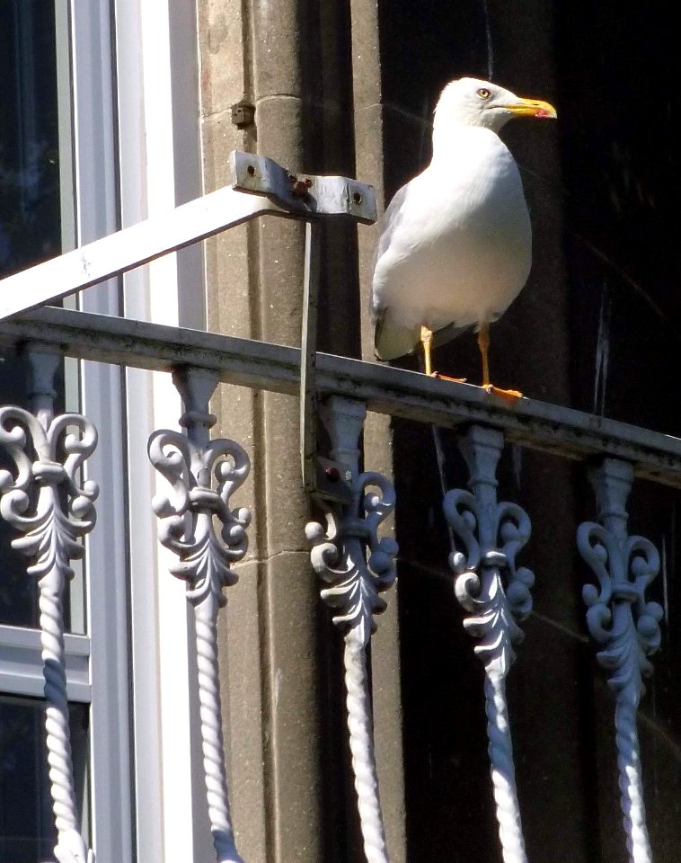 Vigo - Gaviota en balcón
