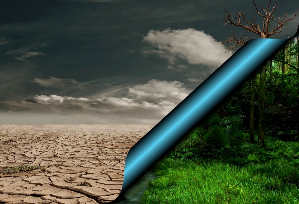 Climate change green forest