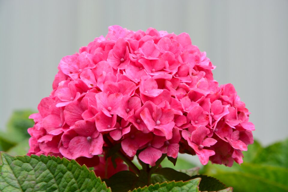 Petals garden plant