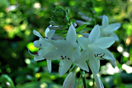 Host flower garden