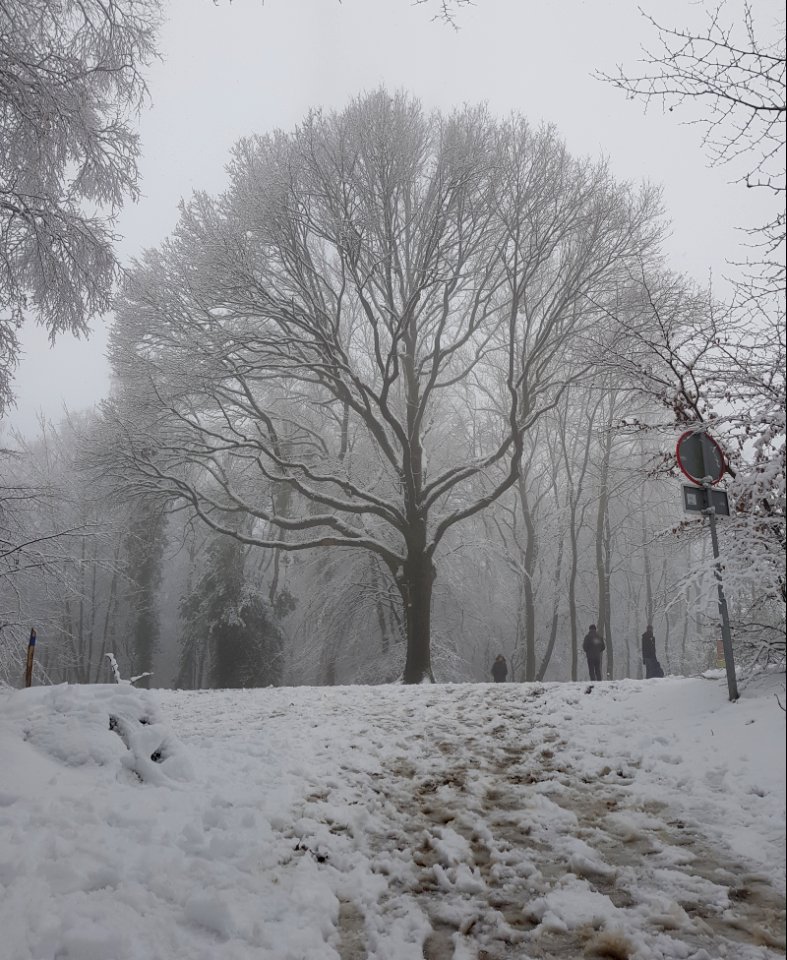 Vijlen-sneeuwlandschap Vijlenerbos (72)