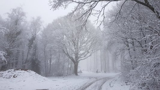 Vijlen-sneeuwlandschap Vijlenerbos (28)