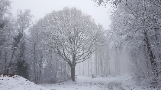 Vijlen-sneeuwlandschap Vijlenerbos (29)