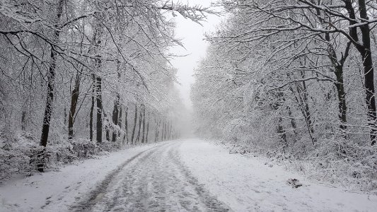 Vijlen-sneeuwlandschap Vijlenerbos (50)