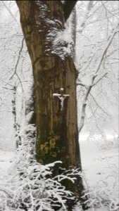 Vijlen-sneeuwlandschap Vijlenerbos (56)