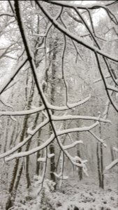Vijlen-sneeuwlandschap Vijlenerbos (43)