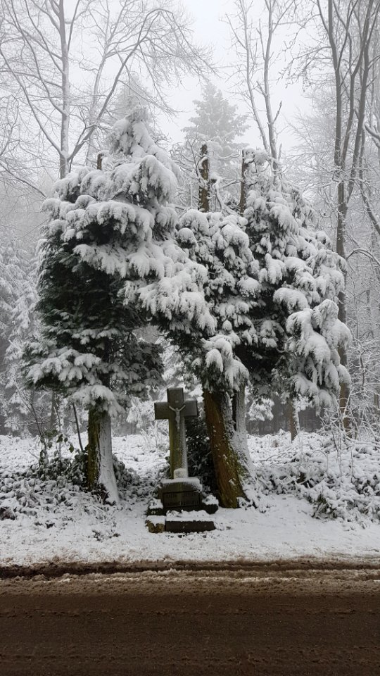Vijlen-sneeuwlandschap Vijlenerbos (23)