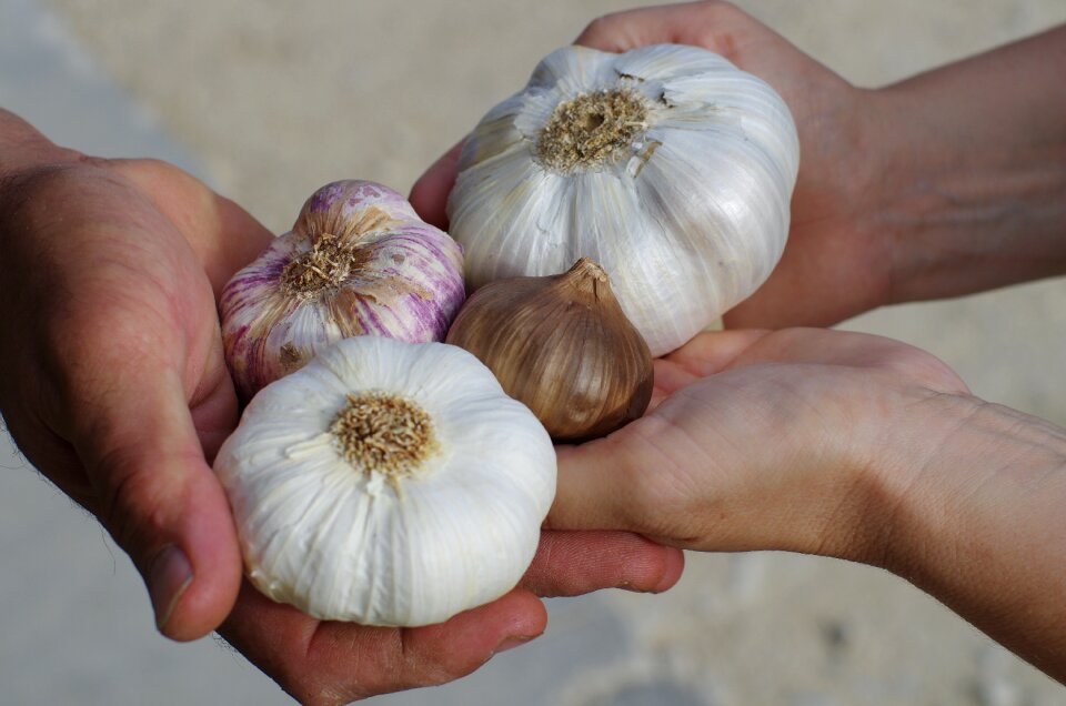 Black garlic garlic elephant garlic grown