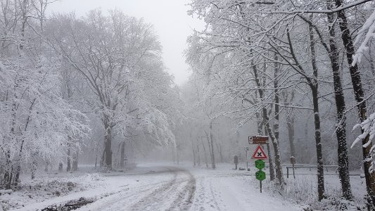 Vijlen-sneeuwlandschap Vijlenerbos (58)