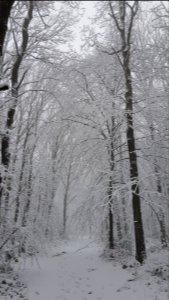 Vijlen-sneeuwlandschap Vijlenerbos (40)