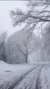 Vijlen-sneeuwlandschap Vijlenerbos (27)