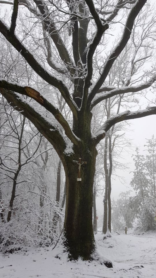 Vijlen-sneeuwlandschap Vijlenerbos (26)