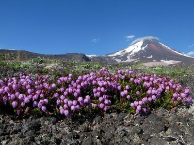 Nipple the foot of the volcano flowers photo