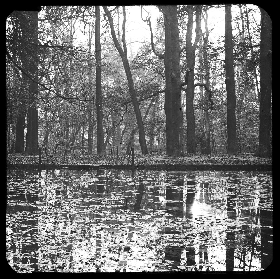 Vijver en bomen park Sonsbeek te Arnhem, Bestanddeelnr 193-0695