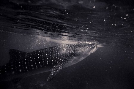 Underwater nature fish photo