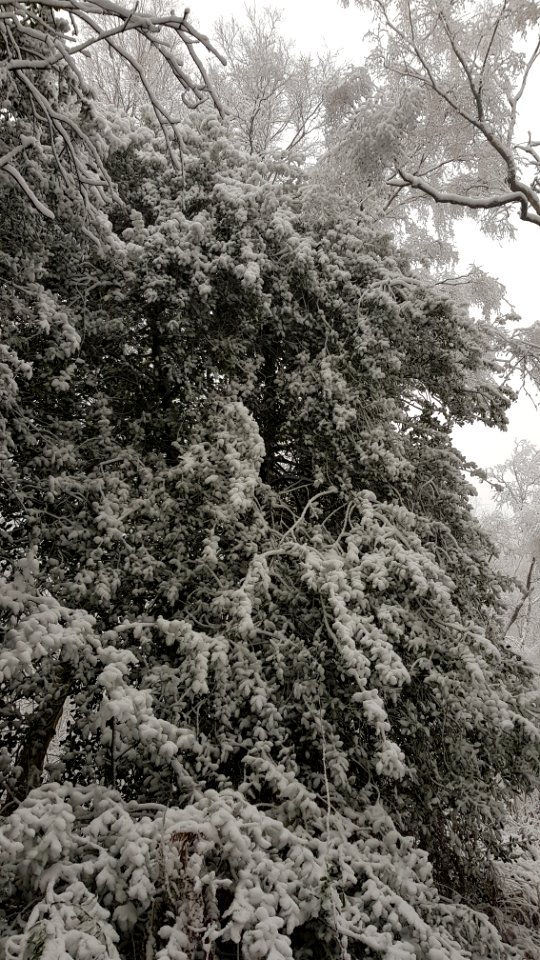 Vijlen-sneeuwlandschap Vijlenerbos (20)