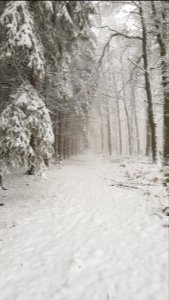 Vijlen-sneeuwlandschap Vijlenerbos (49)
