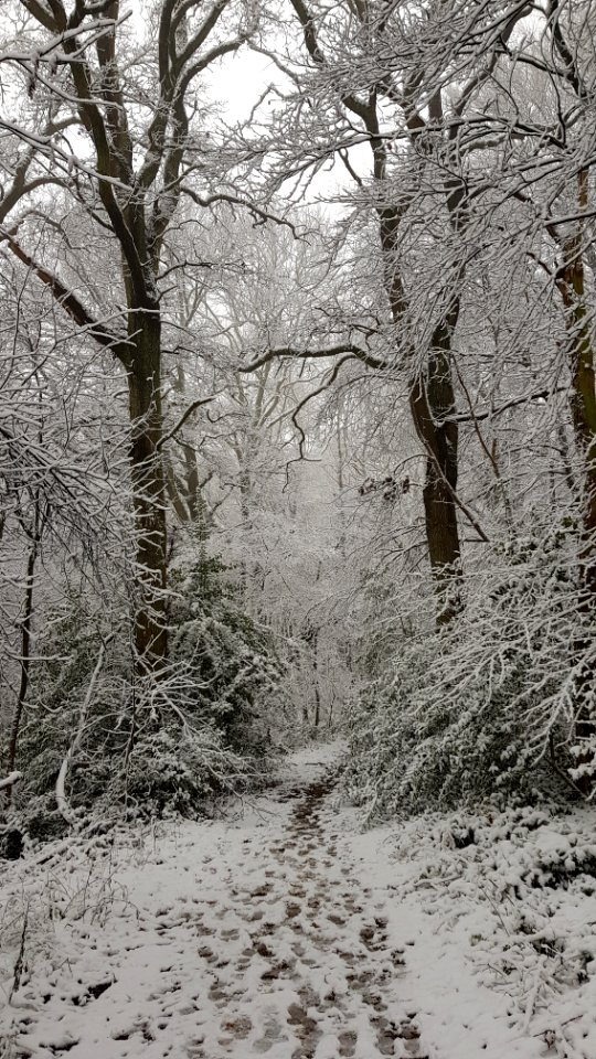 Vijlen-sneeuwlandschap Vijlenerbos (16)