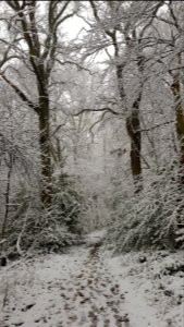Vijlen-sneeuwlandschap Vijlenerbos (16)