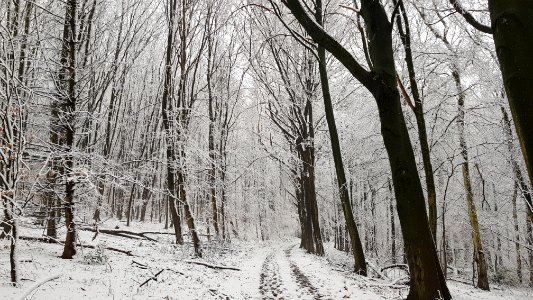 Vijlen-sneeuwlandschap Vijlenerbos (13)