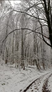 Vijlen-sneeuwlandschap Vijlenerbos (12)